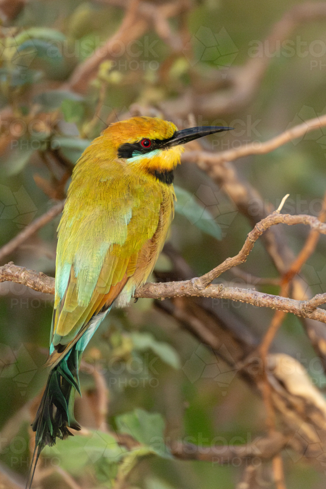 Rainbow Bee-eater (Merops ornatus) resting on branch with foliage - Australian Stock Image