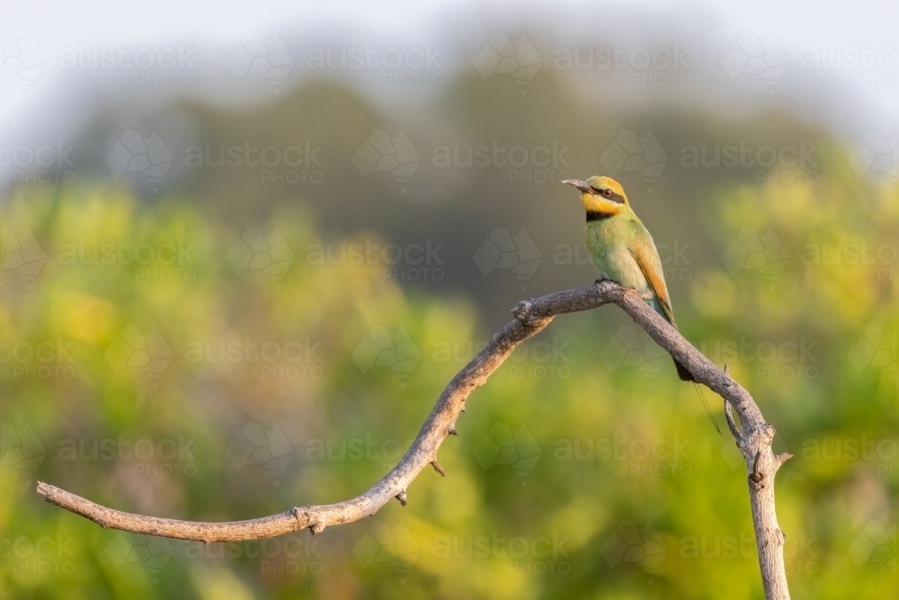 Rainbow bee-eater perched on a branch at the beach - Australian Stock Image