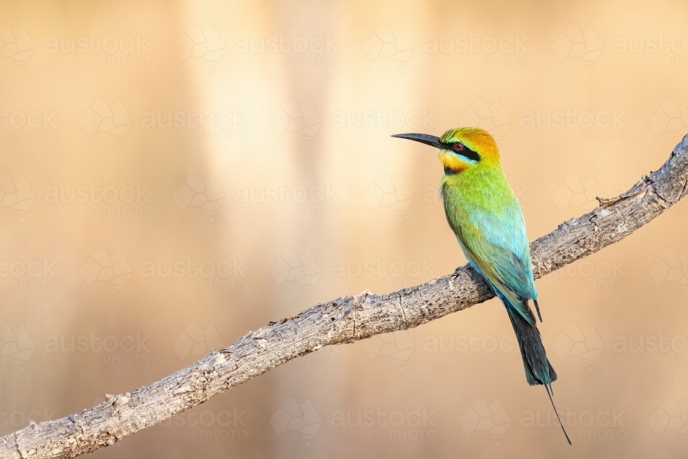Rainbow bee-eater perched on a branch - Australian Stock Image