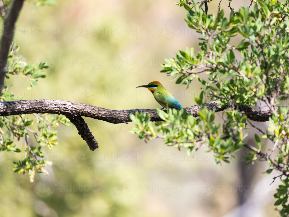 Rainbow bee-eater perched on branch among green foliage - Australian Stock Image