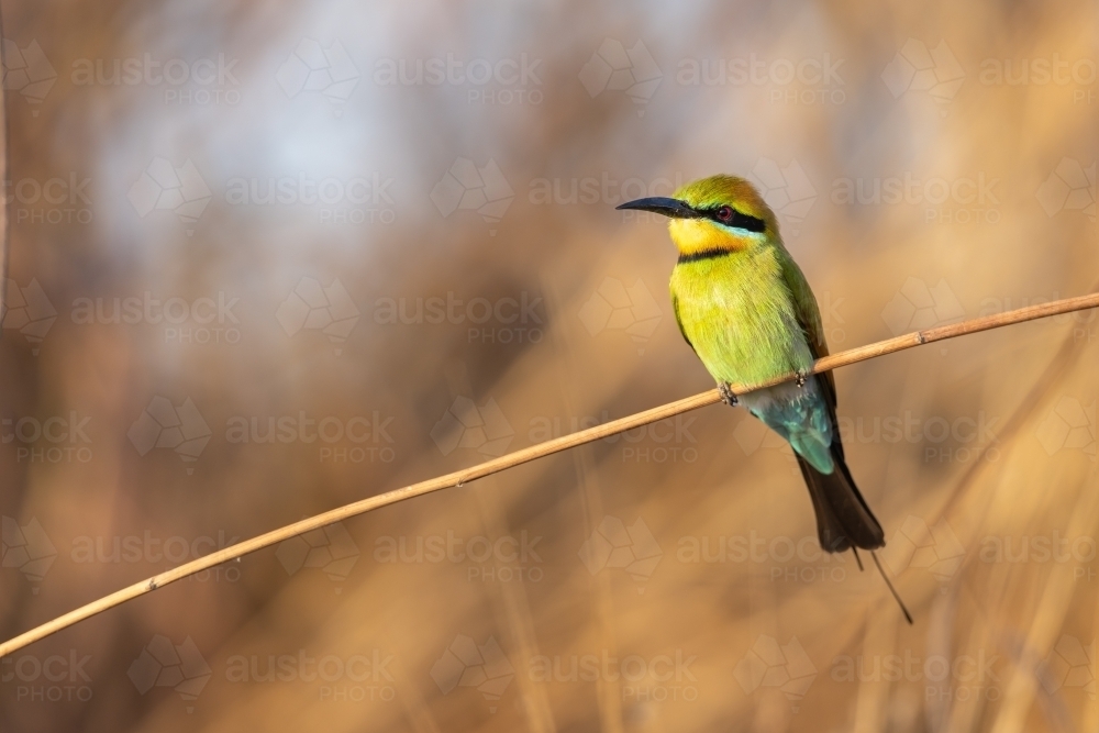 Rainbow bee-eater perched on small branch - Australian Stock Image