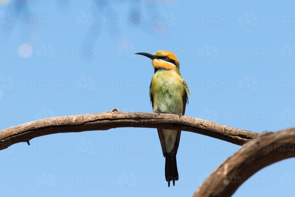 Rainbow Bee-eater sitting on a branch with blurred blue background - Australian Stock Image