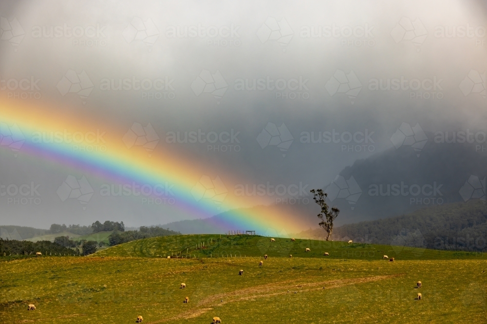 Rainbow ending on gum tree surrounded by sheep grazing pasture with dark clouds in background - Australian Stock Image