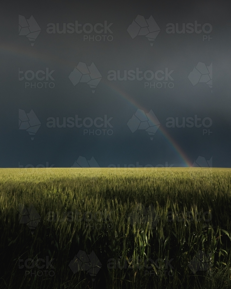 Rainbow in wheat crop - Australian Stock Image