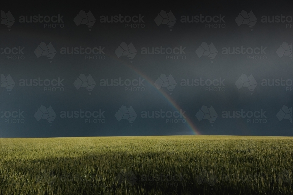 Rainbow in wheat crop - Australian Stock Image