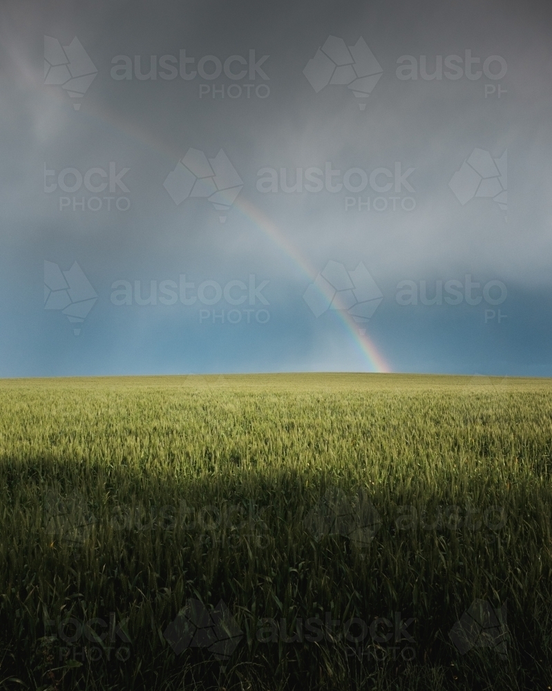 Rainbow in wheat crop - Australian Stock Image