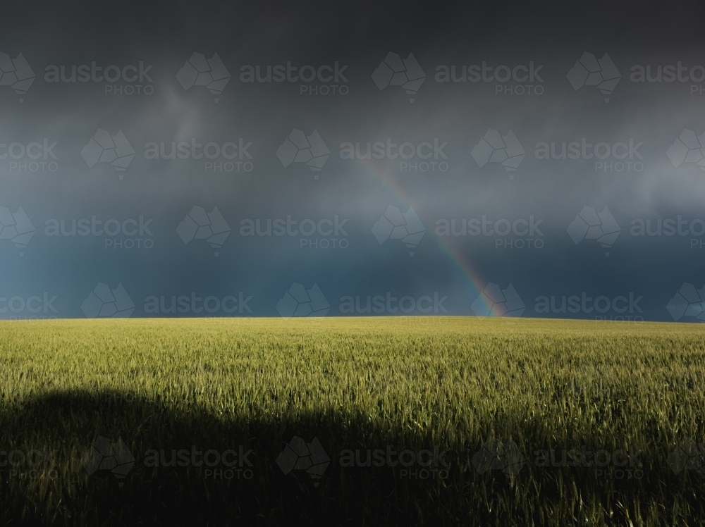 Rainbow in wheat crop - Australian Stock Image