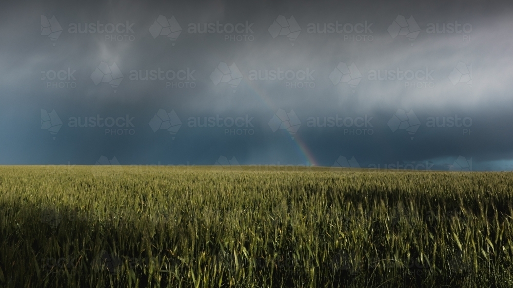 Rainbow in wheat crop - Australian Stock Image