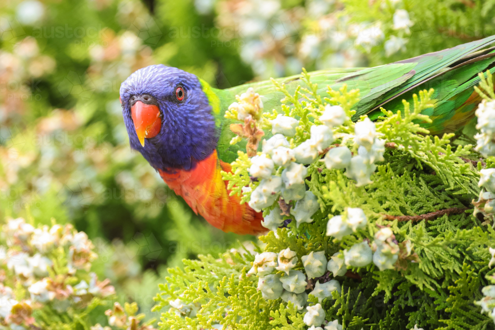 Rainbow Lorikeet : Austockphoto Rainbow Lorikeet - Australian Stock Image