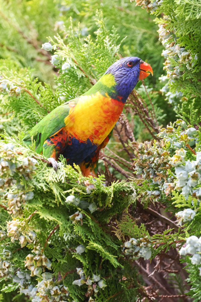 Rainbow Lorikeet - Australian Stock Image