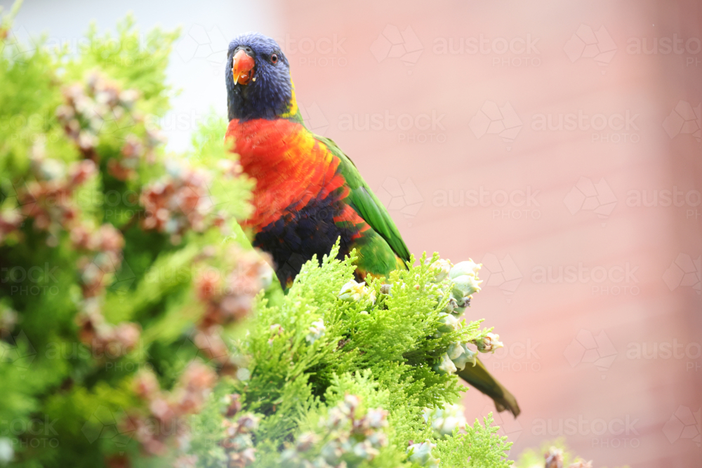 Rainbow Lorikeet - Australian Stock Image