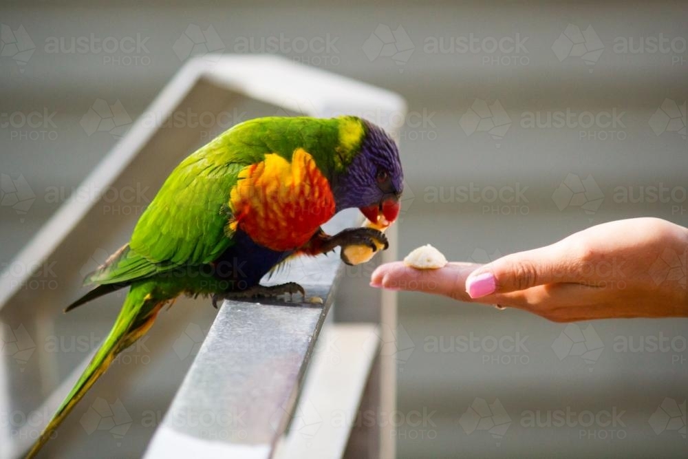 Rainbow Lorikeet being fed by hand on a balcony - Australian Stock Image