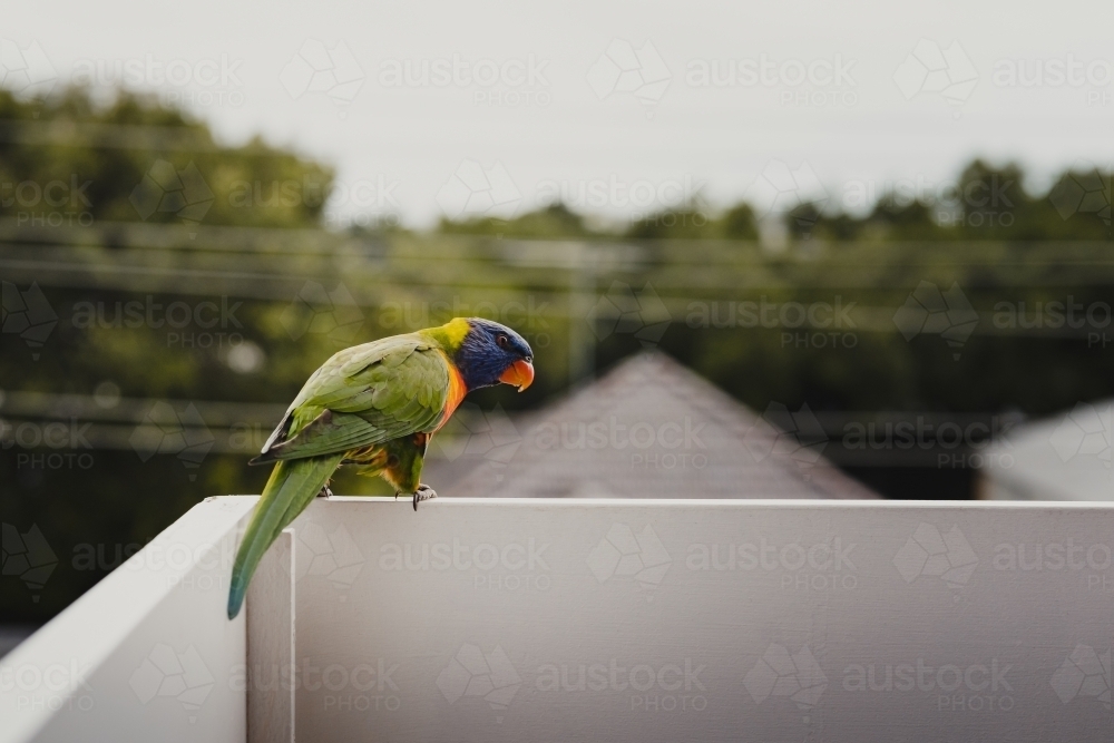 Rainbow Lorikeet bird sitting on a balcony railing. - Australian Stock Image