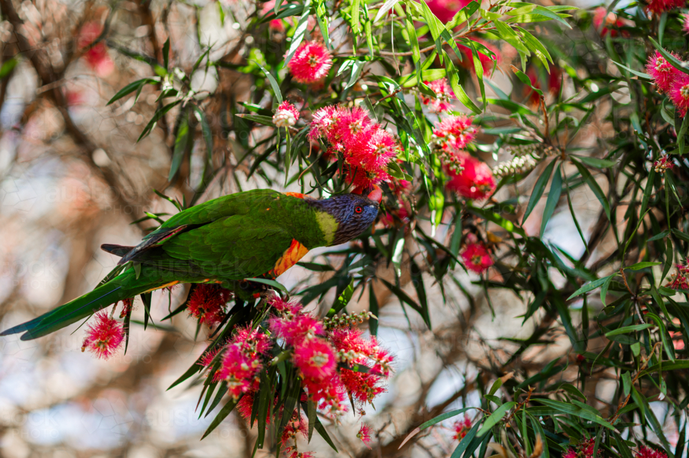 Rainbow lorikeet clings to a tree branch, enjoying colourful blossoms in sunlight - Australian Stock Image