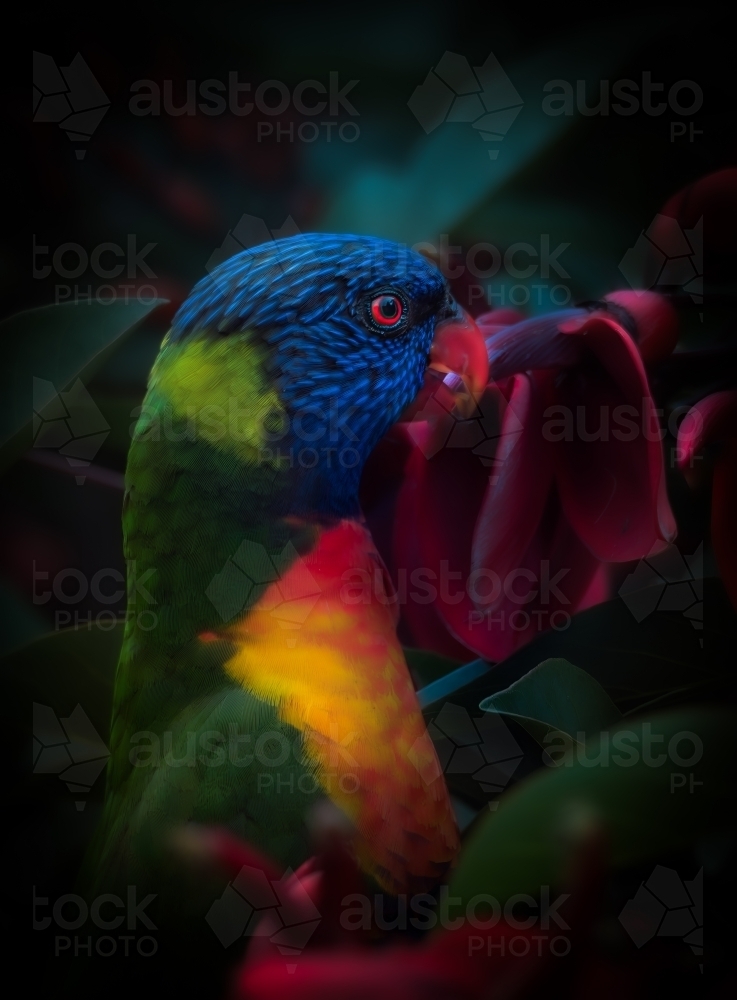 Rainbow Lorikeet feeding on Flora - Australian Stock Image