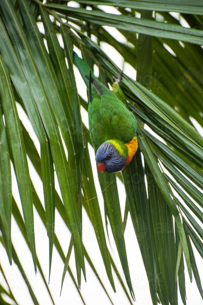 Rainbow Lorikeet Hanging Upside Down in Tree - Australian Stock Image