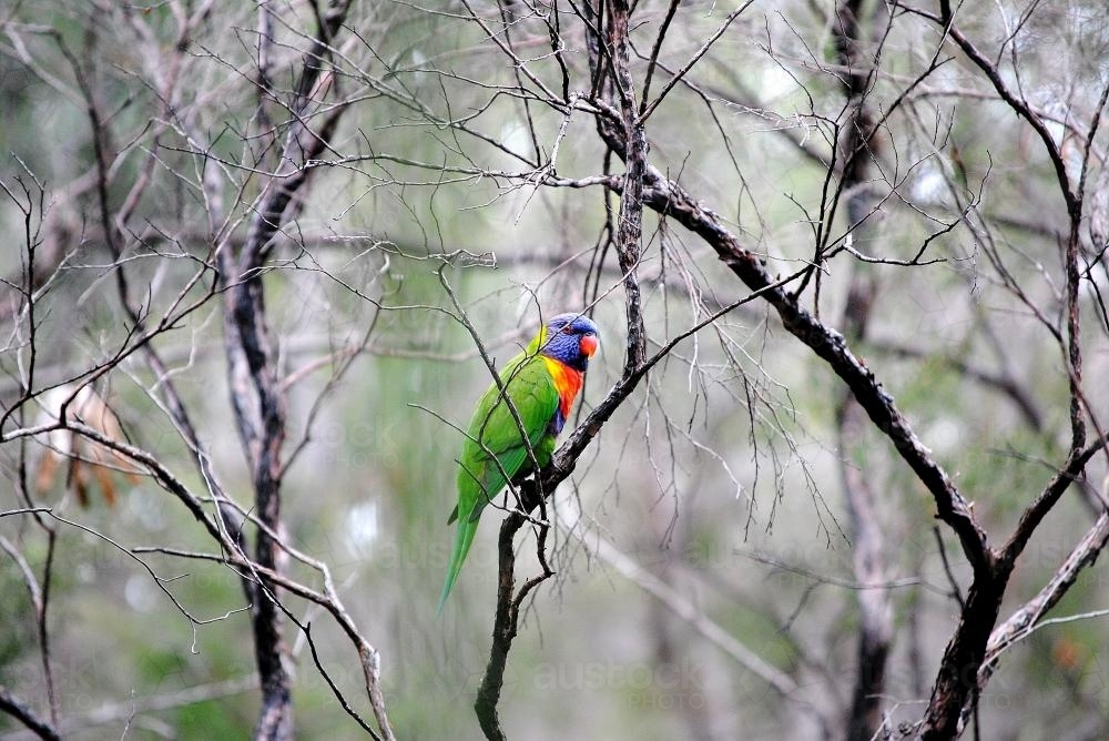 Rainbow lorikeet in the bush - Australian Stock Image