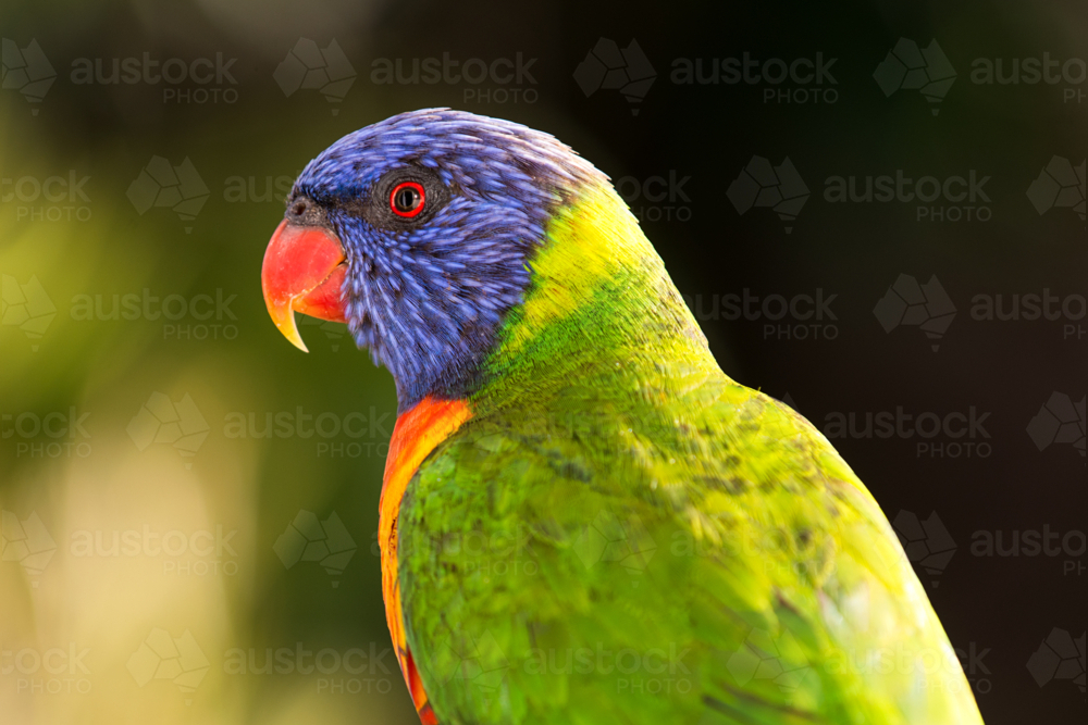 Rainbow lorikeet in vivid green, blue, and orange plumage - Australian Stock Image