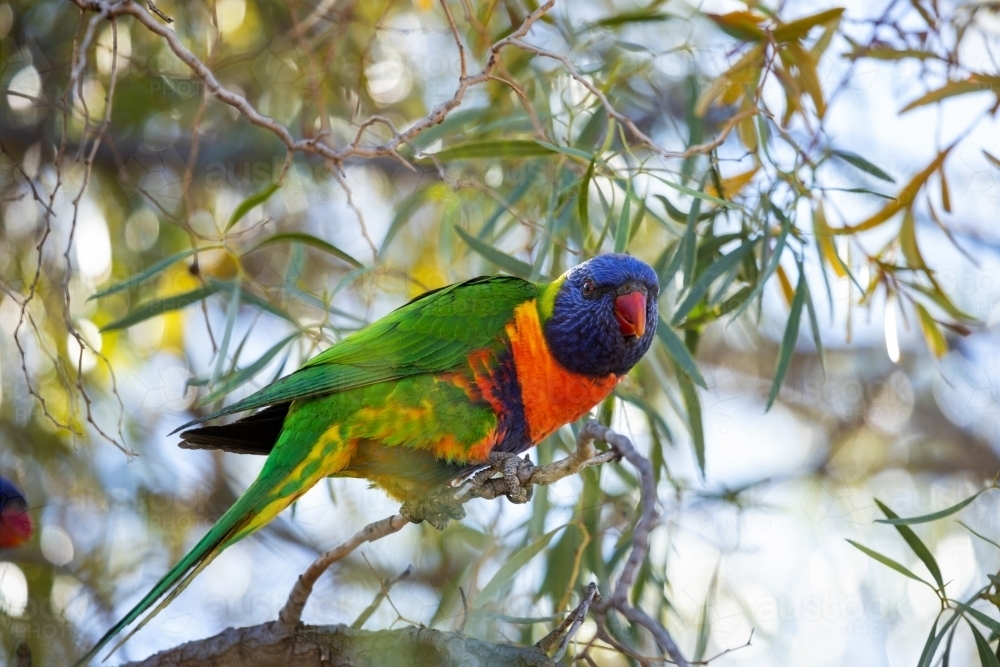 rainbow lorikeet in wattle tree - Australian Stock Image