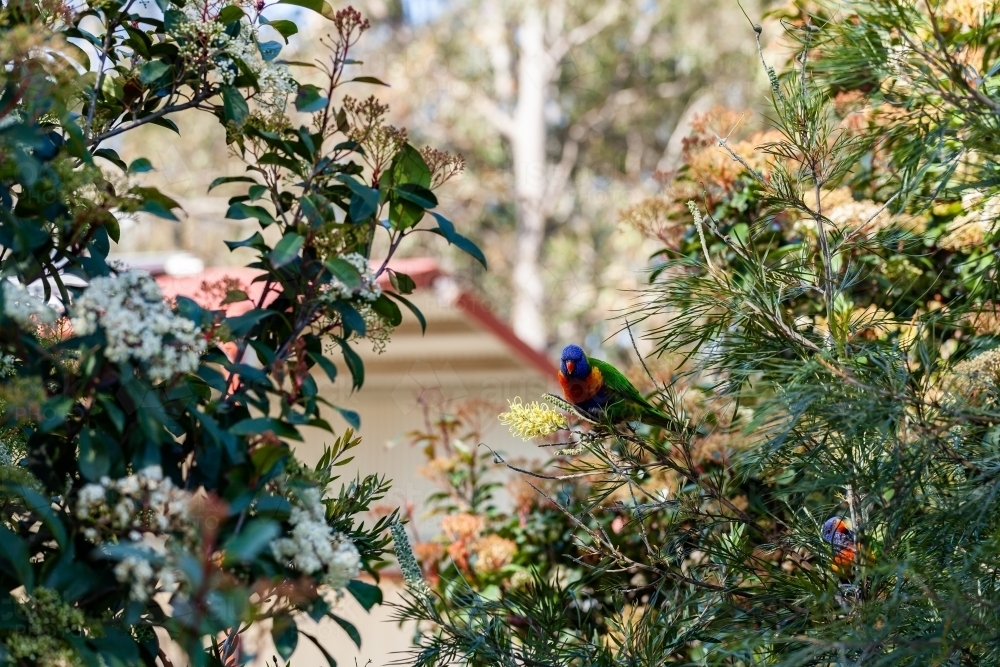Image of Rainbow lorikeet native bird eating flowers in bush Austockphoto