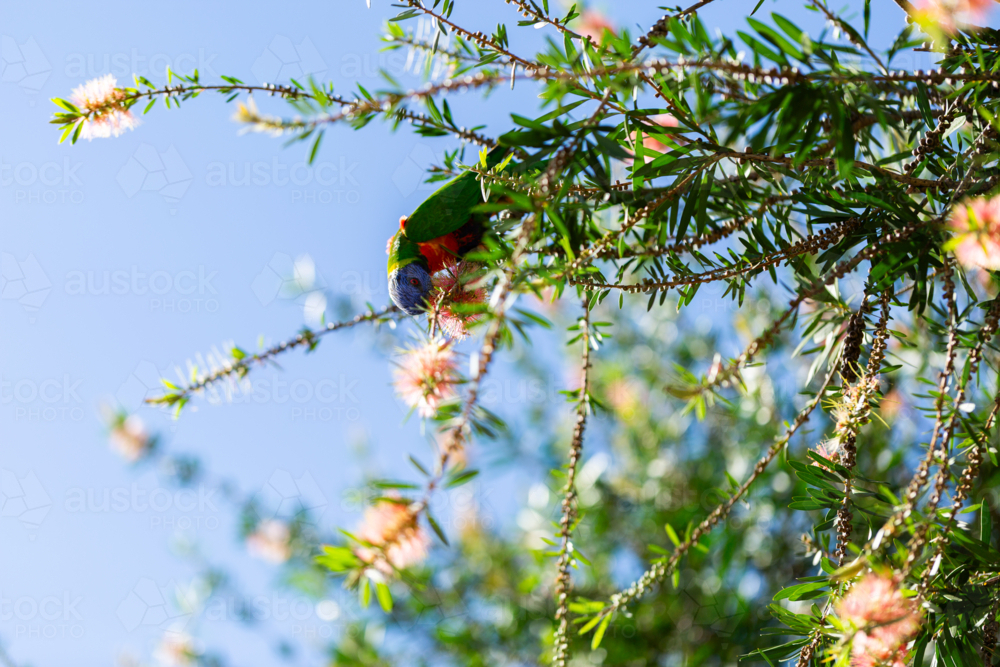 Rainbow lorikeet native bird in Australian bottle brush tree feeding on pink flower nectar - Australian Stock Image