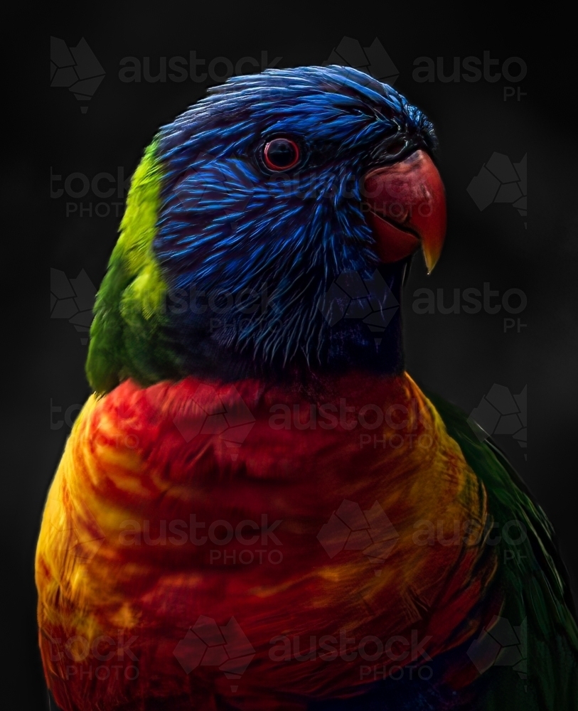 Rainbow Lorikeet Parrot - Australian Stock Image