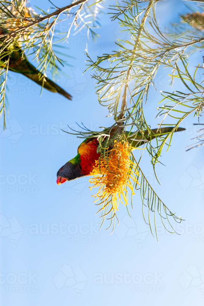 Rainbow lorikeet parrot on grevillea bush against blue Australian sky - Australian Stock Image