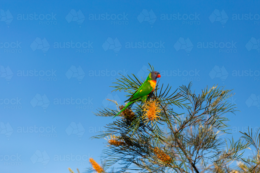 Rainbow lorikeet parrot on grevillea bush against blue Australian sky in bright sunlight - Australian Stock Image