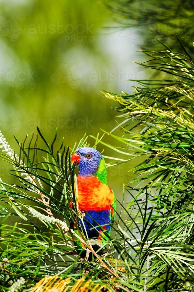 Rainbow Lorikeet perched among a grevillea. - Australian Stock Image