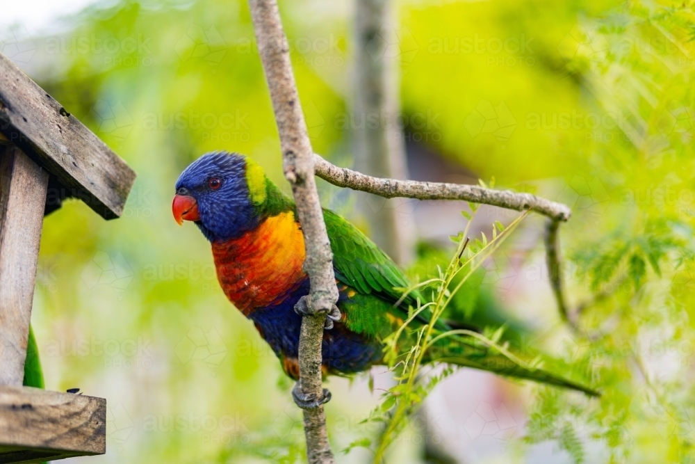 Rainbow lorikeet perched on a branch in jacaranda tree - Australian Stock Image