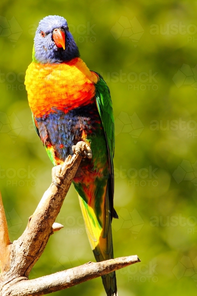 Rainbow Lorikeet perched on bare branch. - Australian Stock Image