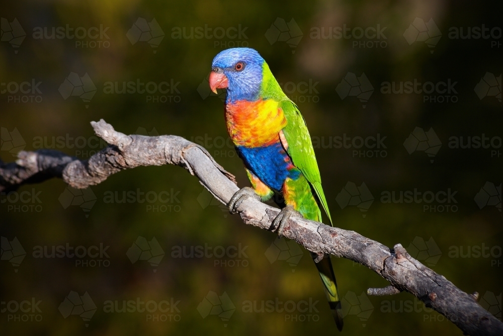 Rainbow Lorikeet sitting on a branch. - Australian Stock Image