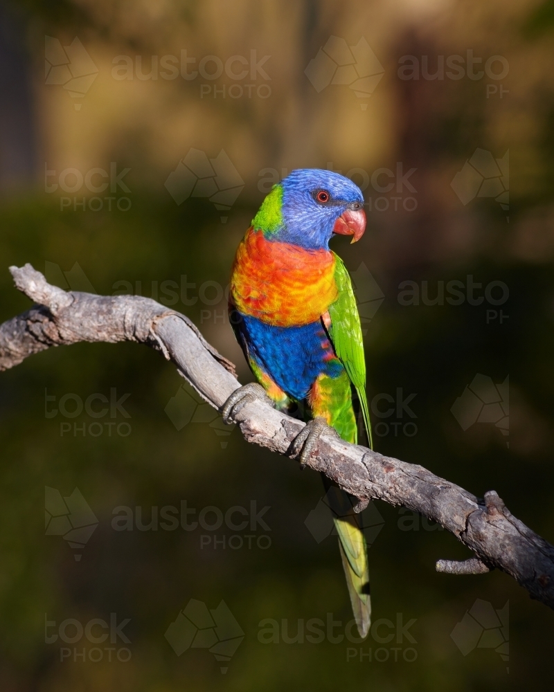 Rainbow Lorikeet sitting on a tree branch. - Australian Stock Image