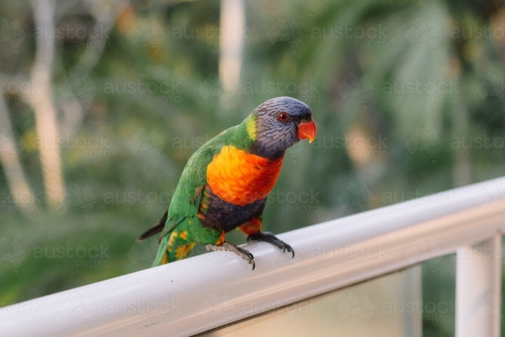 Rainbow Lorikeet sitting on the balcony rail - Australian Stock Image