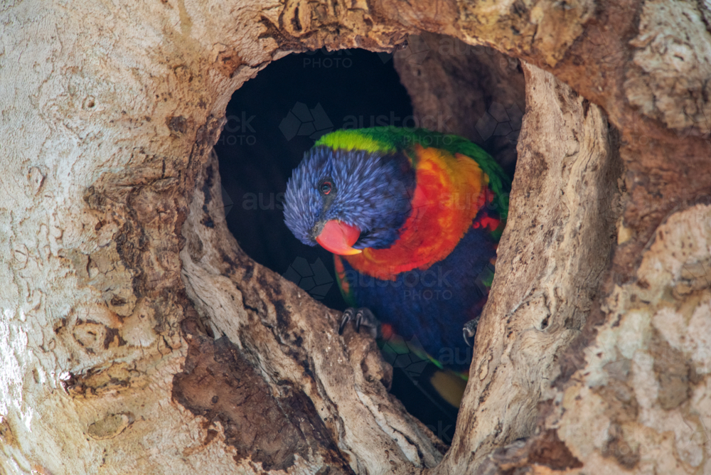 Rainbow Lorikeet, Trichoglossus moluccanus, in a nesting hole in a eucalyptus tree in spring - Australian Stock Image