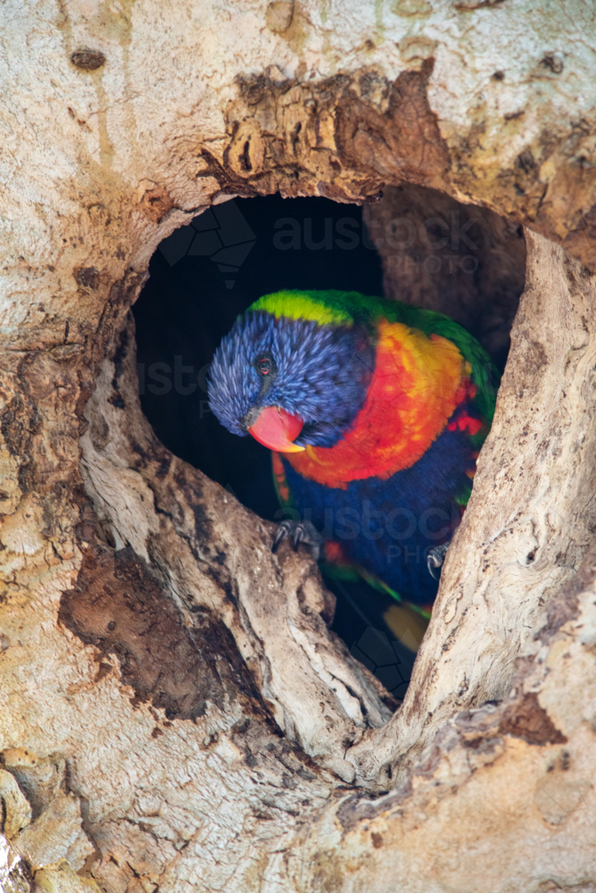 Rainbow Lorikeet, Trichoglossus moluccanus, in a nesting hole in a eucalyptus tree in spring - Australian Stock Image