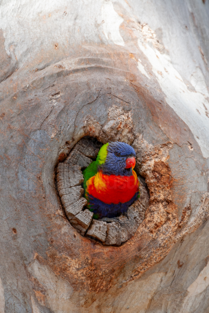 Rainbow Lorikeet - Trichoglossus moluccanus - looking out from a tree hollow. - Australian Stock Image