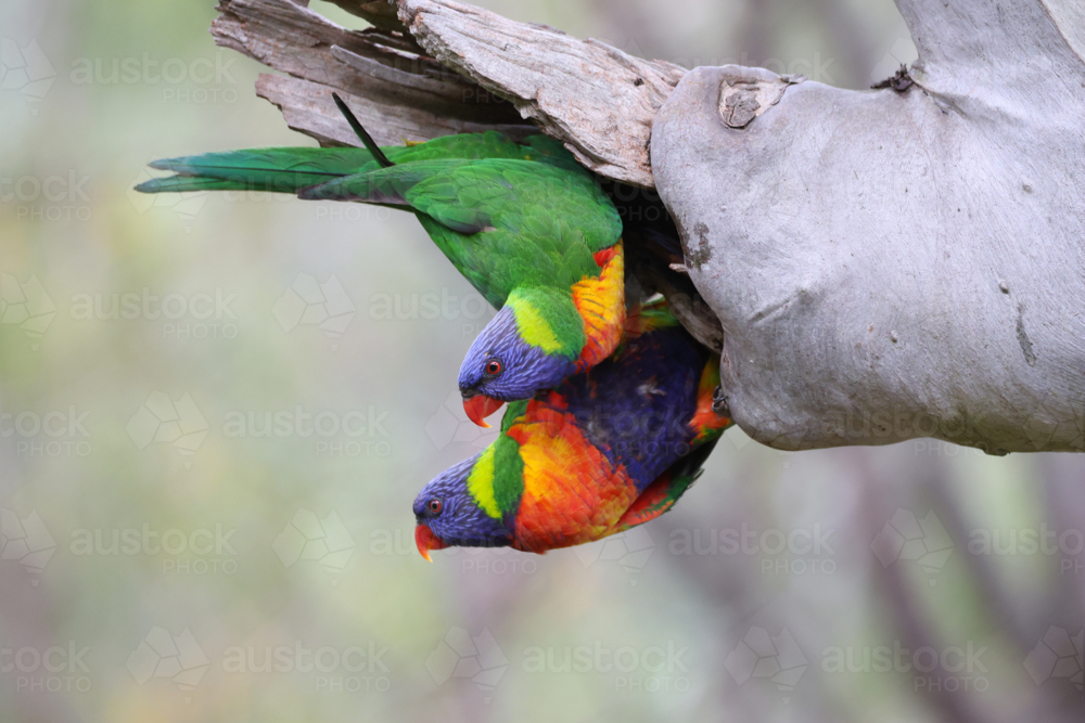 Rainbow Lorikeets - Australian Stock Image