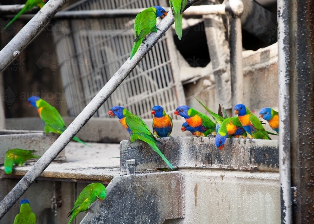 Rainbow Lorikeets eating sugar from railing at a sugar refinery - Australian Stock Image