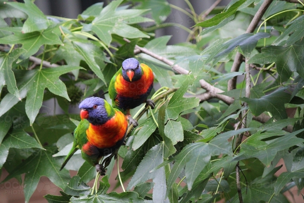 Rainbow Lorikeets in a tree - Australian Stock Image