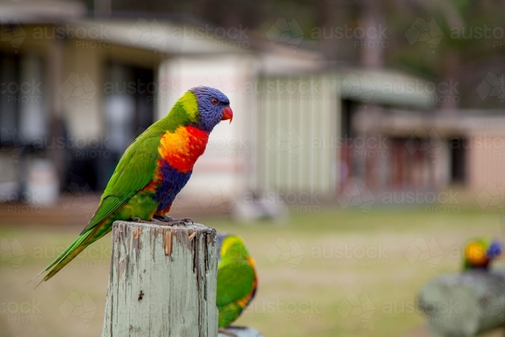 Rainbow lorikeets perched on post - Australian Stock Image