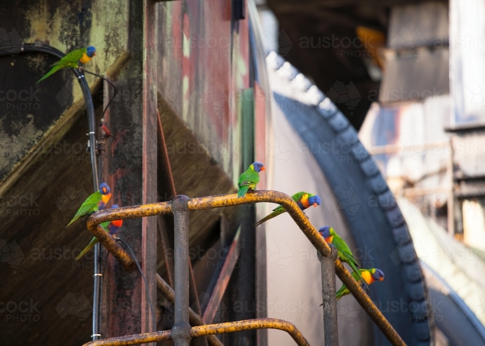 Rainbow Lorikeets standing on a railing at a sugar refinery - Australian Stock Image