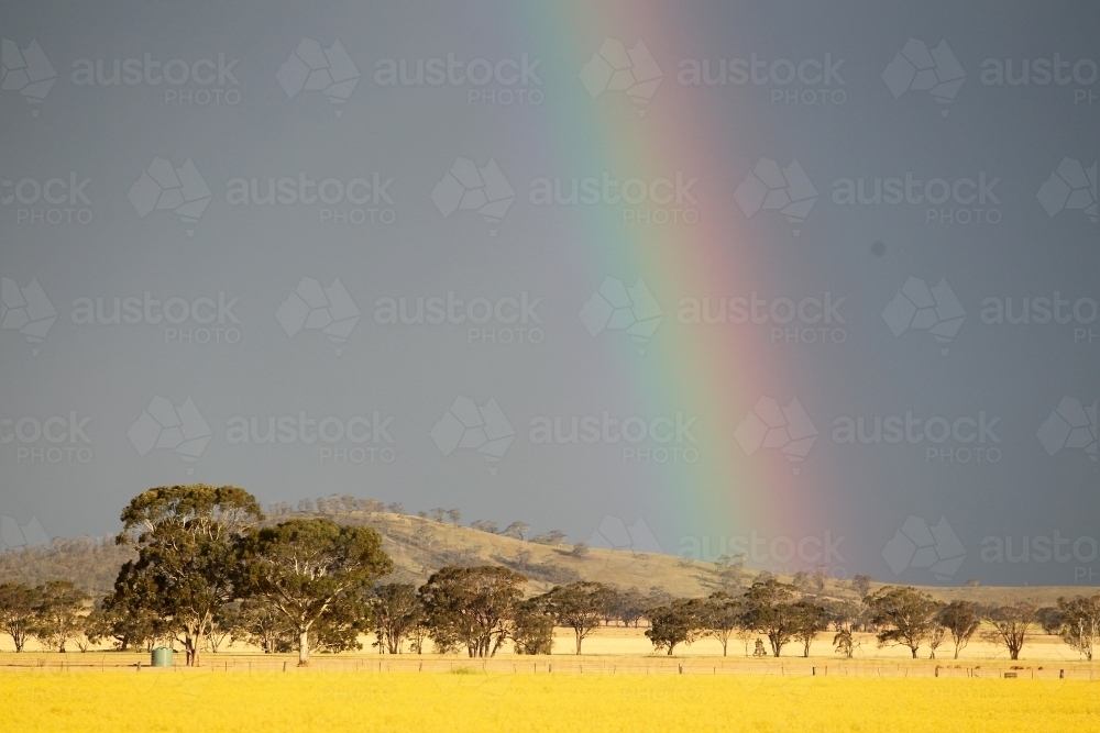 Rainbow over canola crop - Australian Stock Image