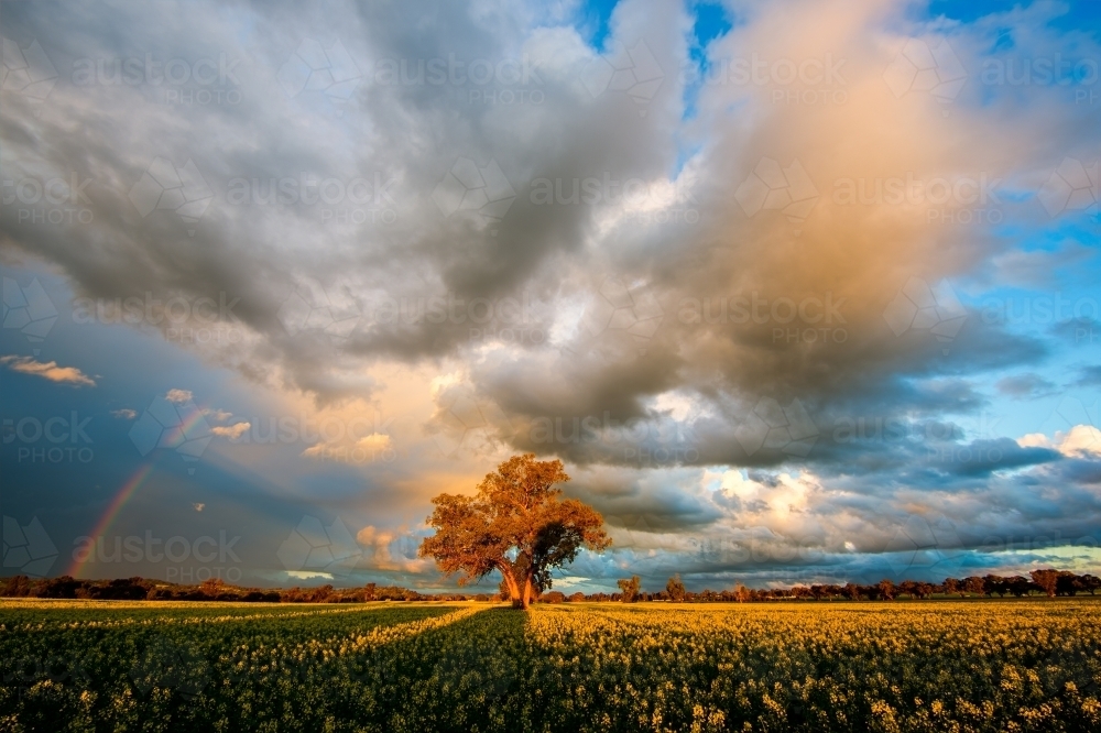 Rainbow over canola field on stormy evening - Australian Stock Image