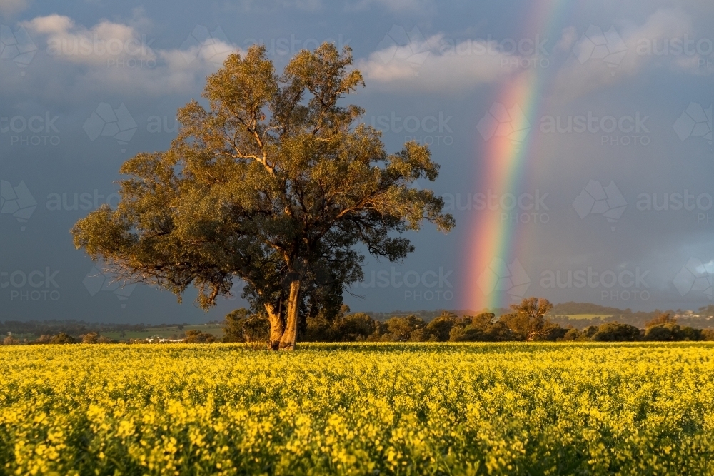 Rainbow over canola field on stormy evening - Australian Stock Image
