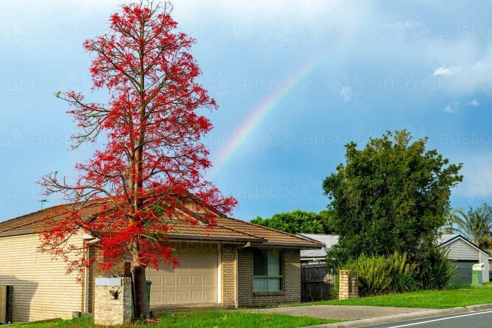 Rainbow over suburban home and Illawarra Flame Tree. - Australian Stock Image