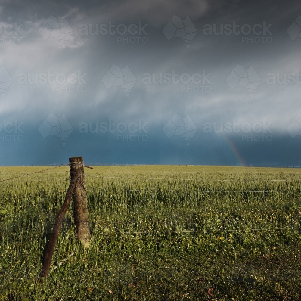 Rainbow over wheat crop and fence post on a rural farming property - Australian Stock Image