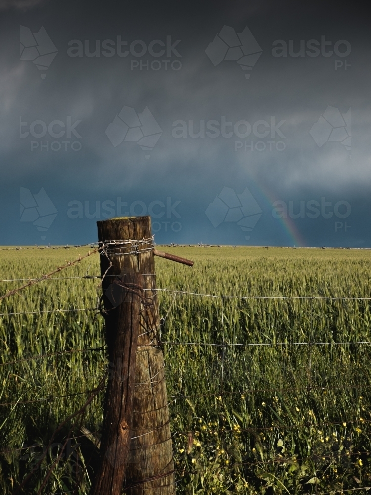 Rainbow over wheat crop and fence post on a rural farming property - Australian Stock Image