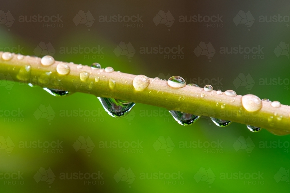 Raindrop macro on papaya stem - Australian Stock Image