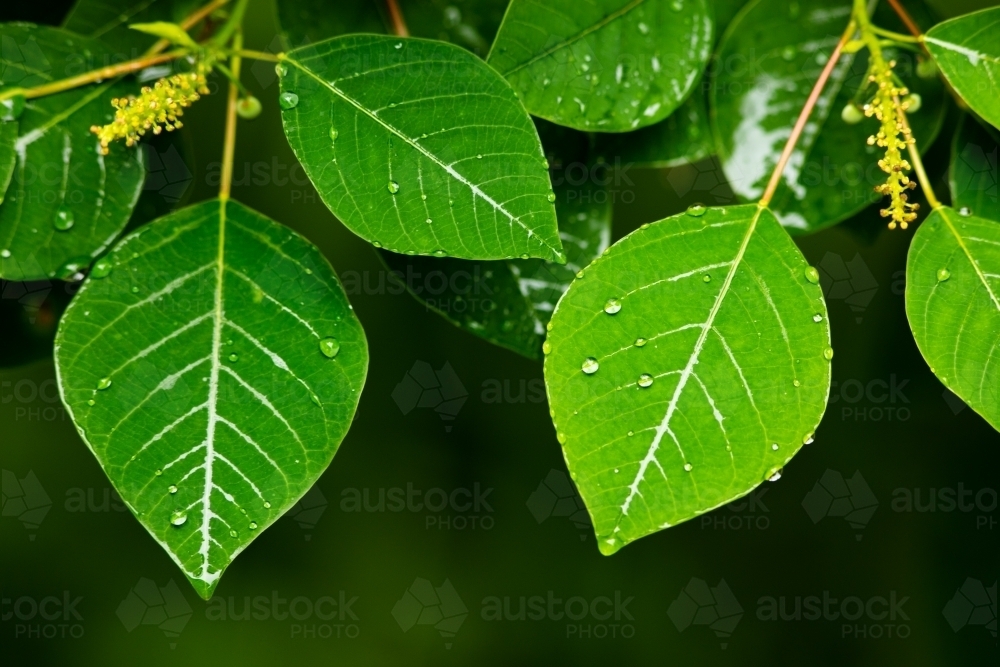 Raindrops beading on the surface of green soft leaves. - Australian Stock Image